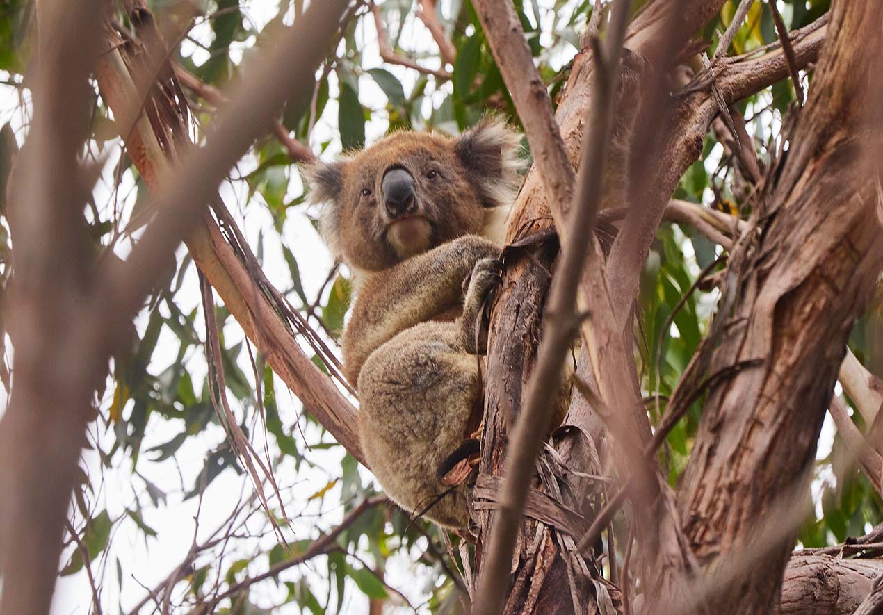 Melbourne’s Wildlife Wonders: Up-Close Encounters with Australian Fauna